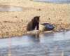 orso2_small.jpg