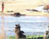 orso3_small.jpg